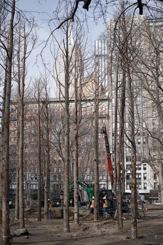 Maya Lin, Installation of "Ghost Forest" in process in Madison Square Park, 2021. (Courtesy the artist and Madison Square Park Conservancy / Photo credit: Andy Romer)