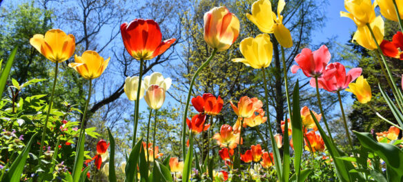 Tulips blooming at Long Hill, the estate operated by the Trustees of Reservations in Beverly, May 7, 2021. (©Greg Cook photo)