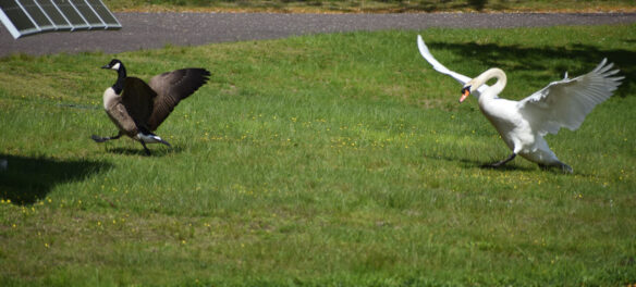 Territorial swan chasing Canada goose at Forest Dale Cemetery, Malden, May 14, 2021. (©Greg Cook photo)