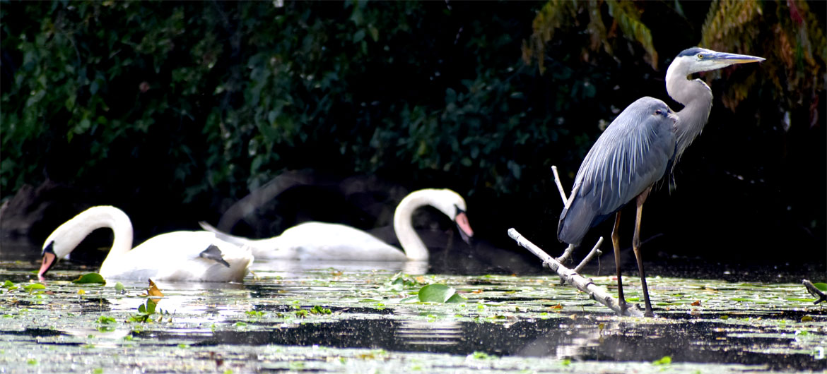 Heron and swans along Mystic River, Medford, Aug. 15, 2021. (©Greg Cook photo)