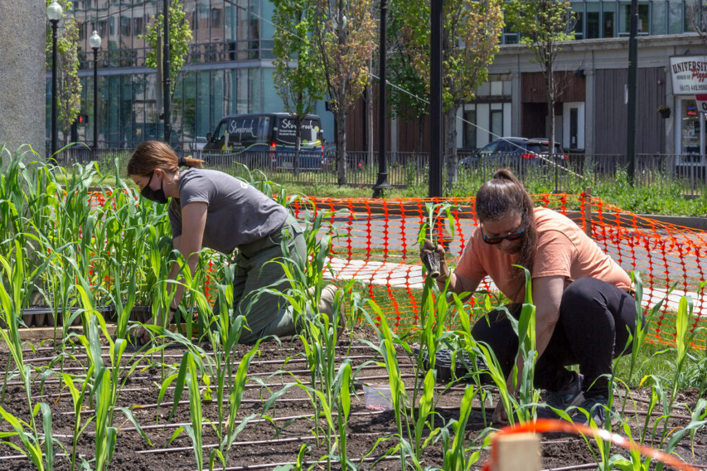 Planting Elizabeth James-Perry's “Raven Reshapes Boston” garden at the Huntington Avenue lawn on Boston's Museum of Fine Arts, May 17, 2021. (Photo © Museum of Fine Arts, Boston)