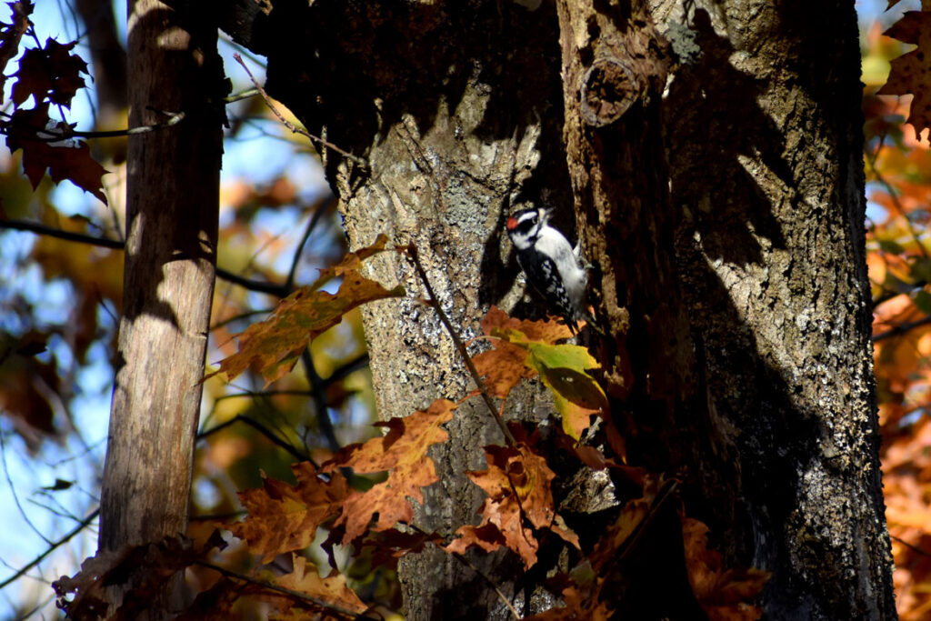 Woodpecker in Gloucester's Dogtown woods, Nov. 6, 2021. (©Greg Cook photo)