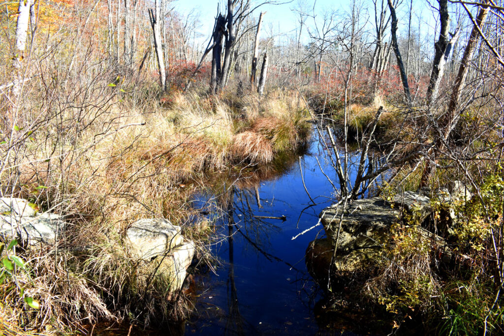 Swamp in Gloucester's Dogtown woods, Nov. 6, 2021. (©Greg Cook photo)