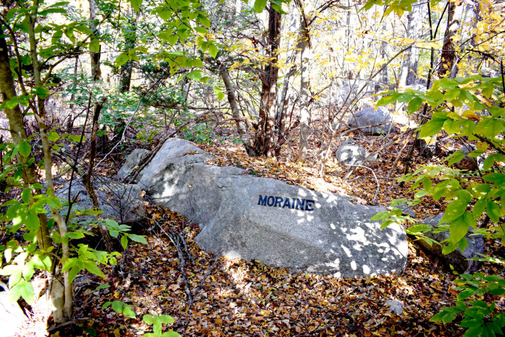Moraine boulder in Gloucester's Dogtown woods, Nov. 6, 2021. (©Greg Cook photo)