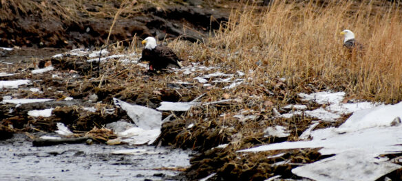 Bald eagles along Saugus River and Northern Strand Community Trail in Saugus, Jan. 28, 2022. (©Greg Cook photo)