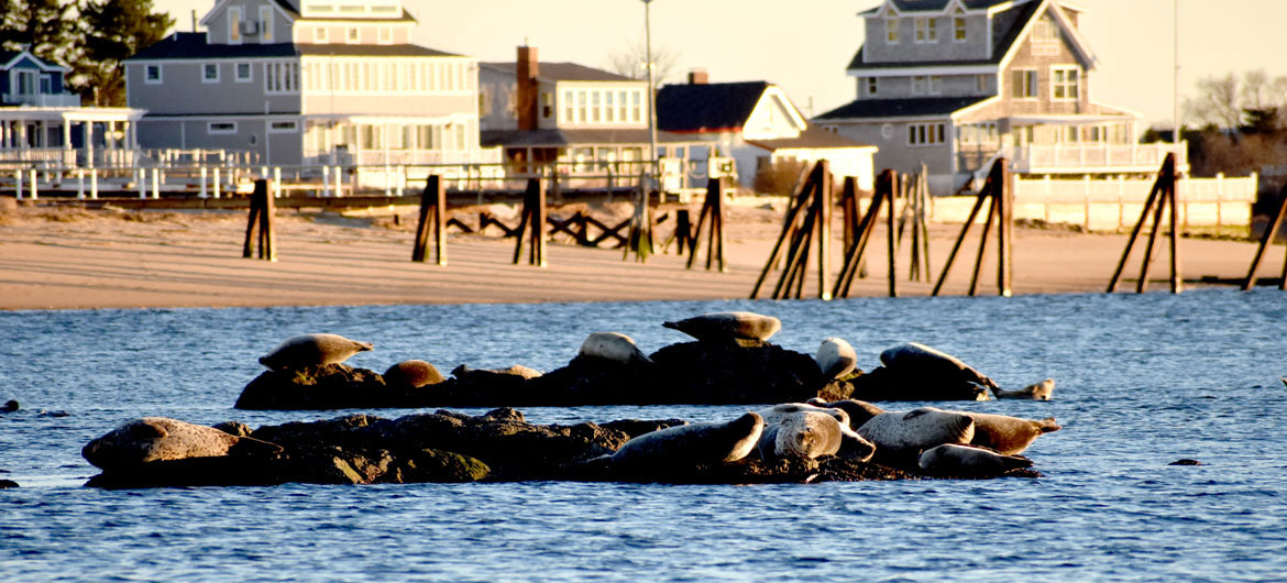 Harbor seals hauled out on Badgers Rock at the mouth of the Merrimack River, just south of Salisbury Beach State Reservation, Dec. 14, 2021. (©Greg Cook photo)