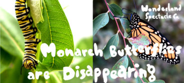Monarch Butterflies Are Disappearing. (©Wonderland Spectacle Co. 2022)