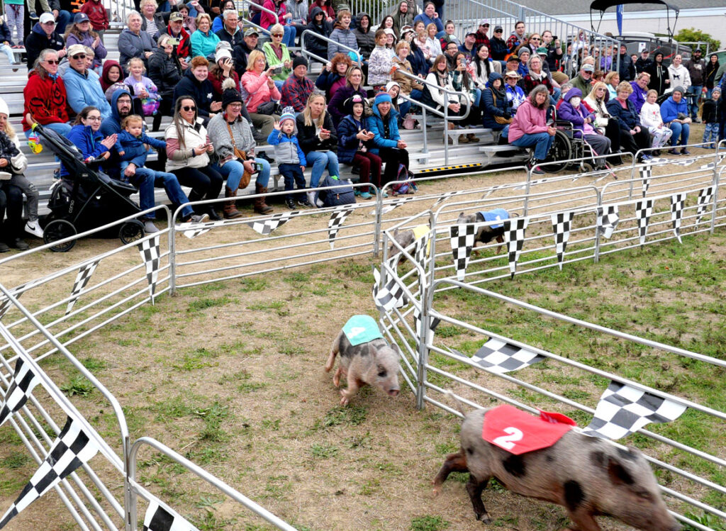 Swifty Swine Racing Pigs at the Topsfield Fair, Oct. 4, 2022. (©Greg Cook photo)