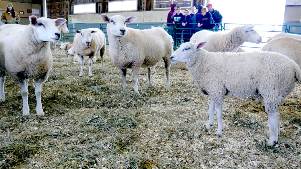Sheep at the Topsfield Fair, Oct. 4, 2022. (©Greg Cook photo)