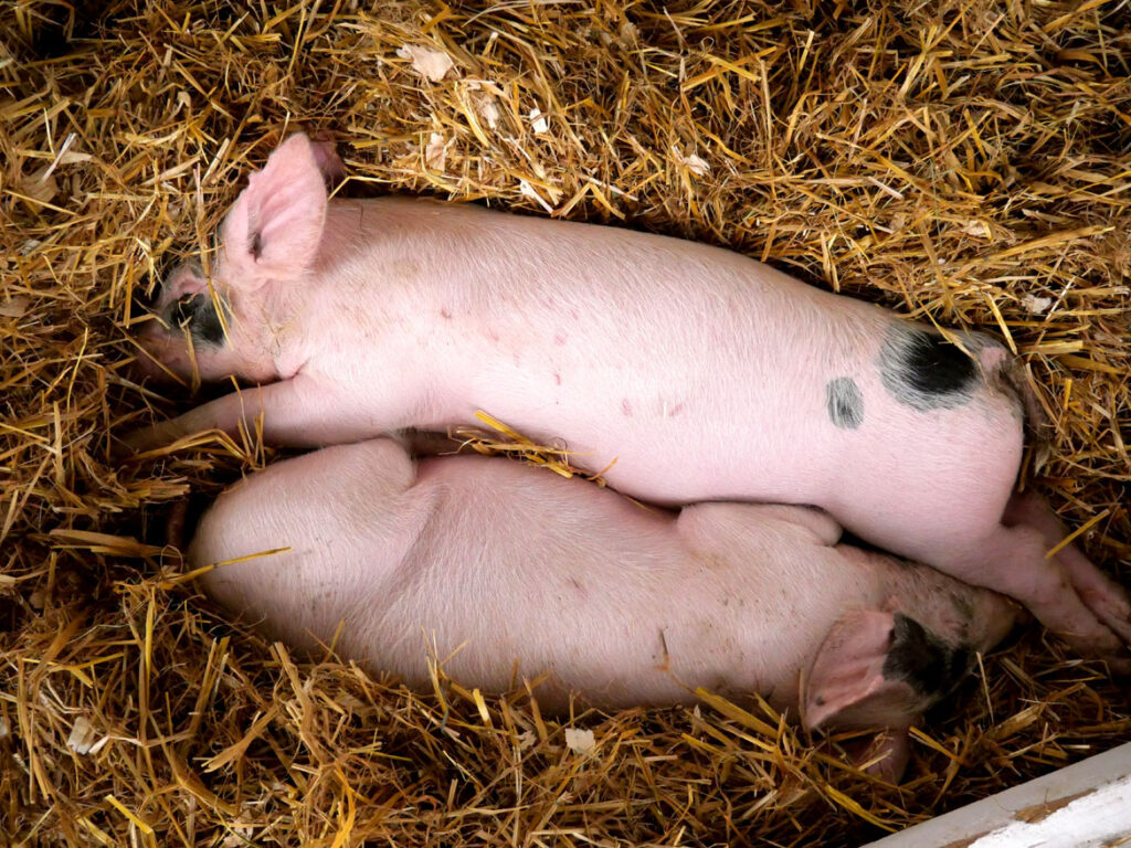 Pigs at the Topsfield Fair, Oct. 4, 2022. (©Greg Cook photo)