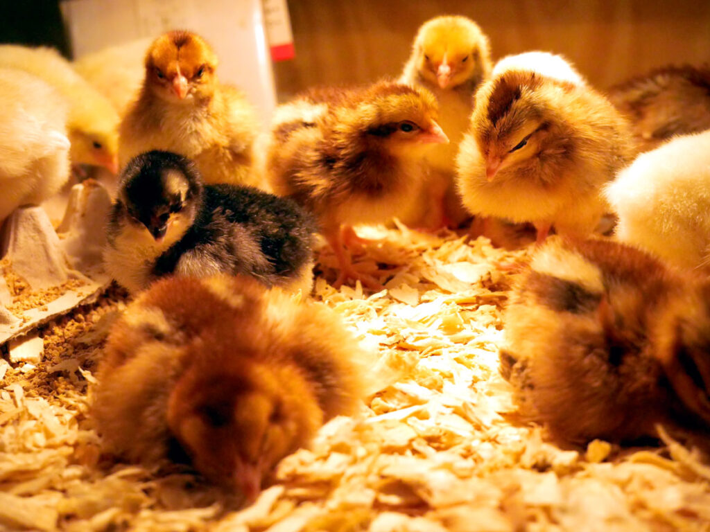 Chicks in the Poultry Barn at the Topsfield Fair, Oct. 4, 2022. (©Greg Cook photo)