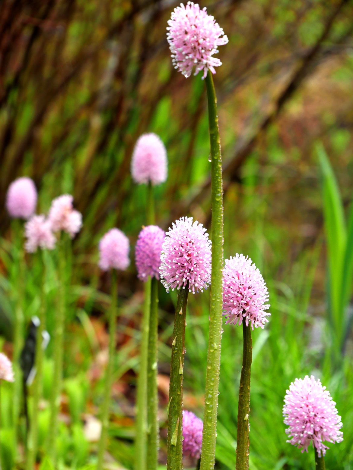 Swamp pink at Garden In The Woods, Framingham, April 30, 2023. (©Greg Cook photo)