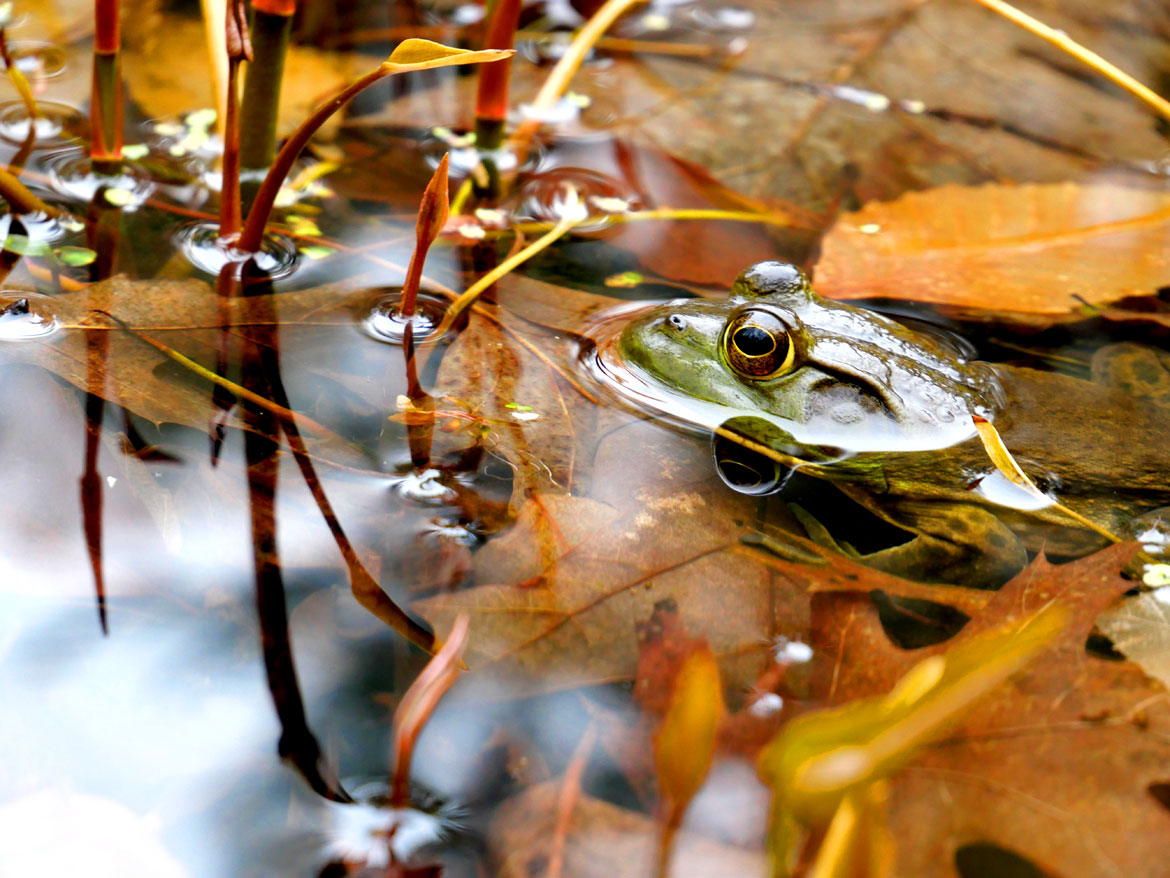 Frog at Garden In The Woods, Framingham, April 30, 2023. (©Greg Cook photo)