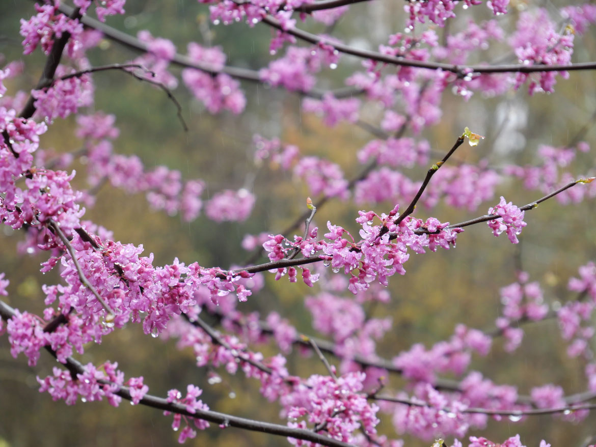 Redbud blooming at Garden In The Woods, Framingham, April 30, 2023. (©Greg Cook photo)