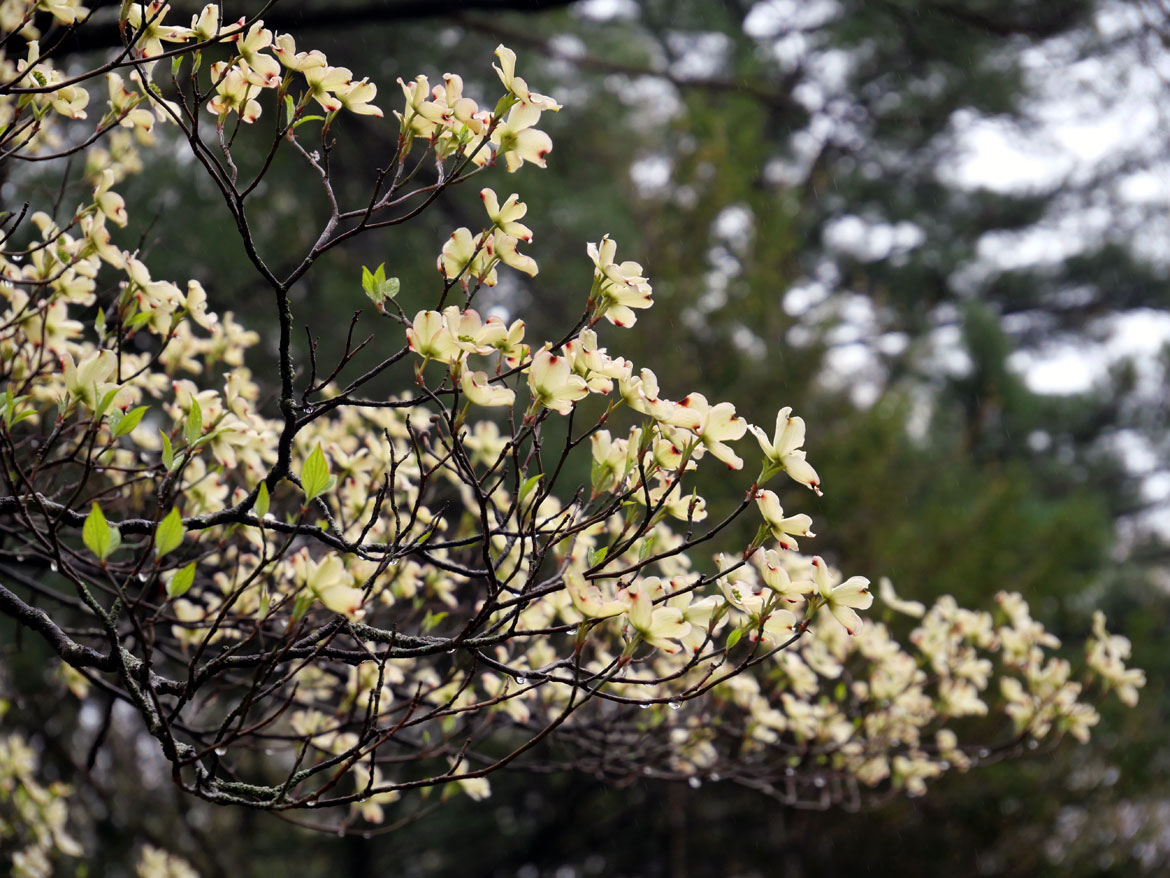 Dogwood blooming at Garden In The Woods, Framingham, April 30, 2023. (©Greg Cook photo)