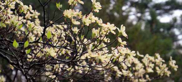 Dogwood blooming at Garden In The Woods, Framingham, April 30, 2023. (©Greg Cook photo)
