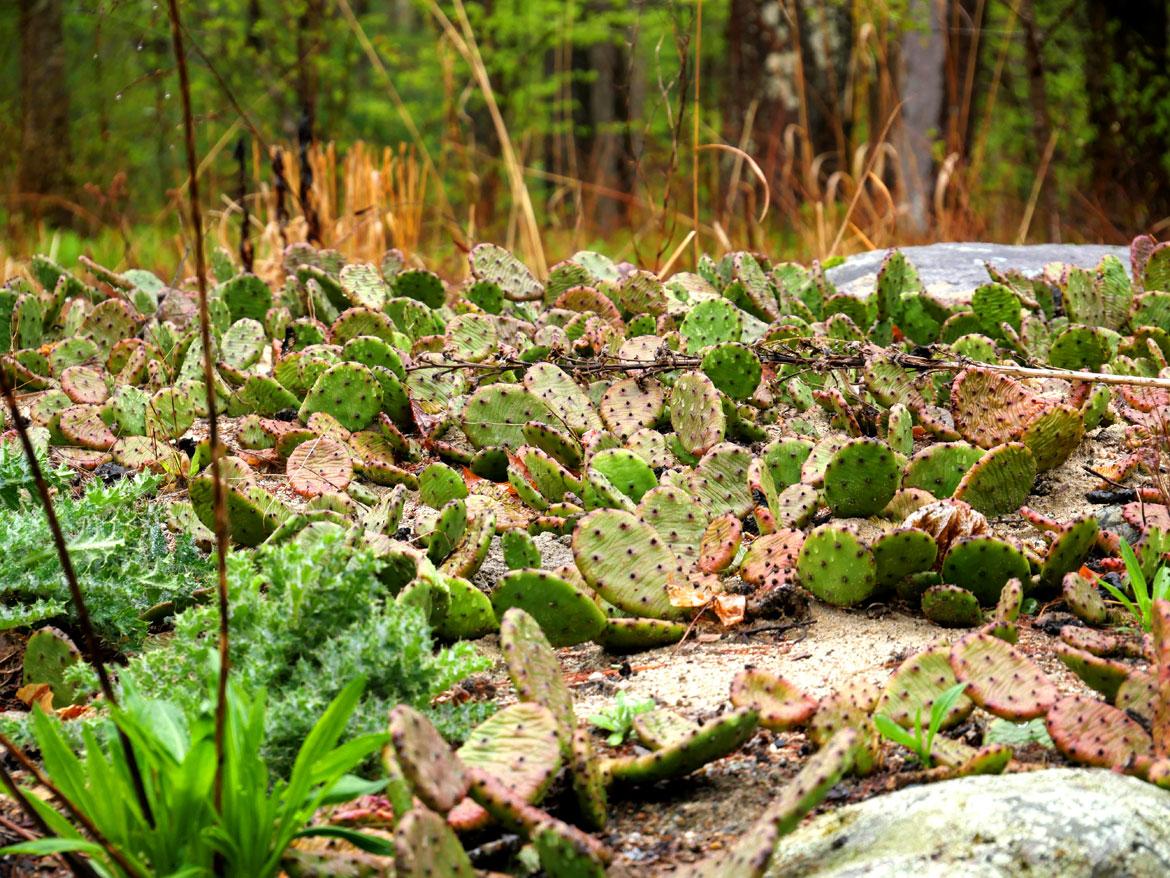 Eastern prickly pear at Garden In The Woods, Framingham, April 30, 2023. (©Greg Cook photo)