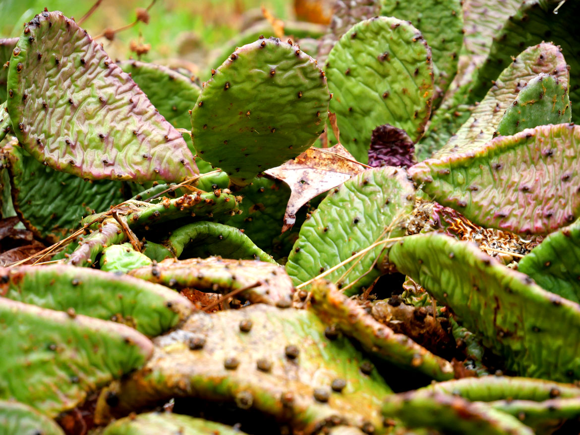 Eastern prickly pear at Garden In The Woods, Framingham, April 30, 2023. (©Greg Cook photo)