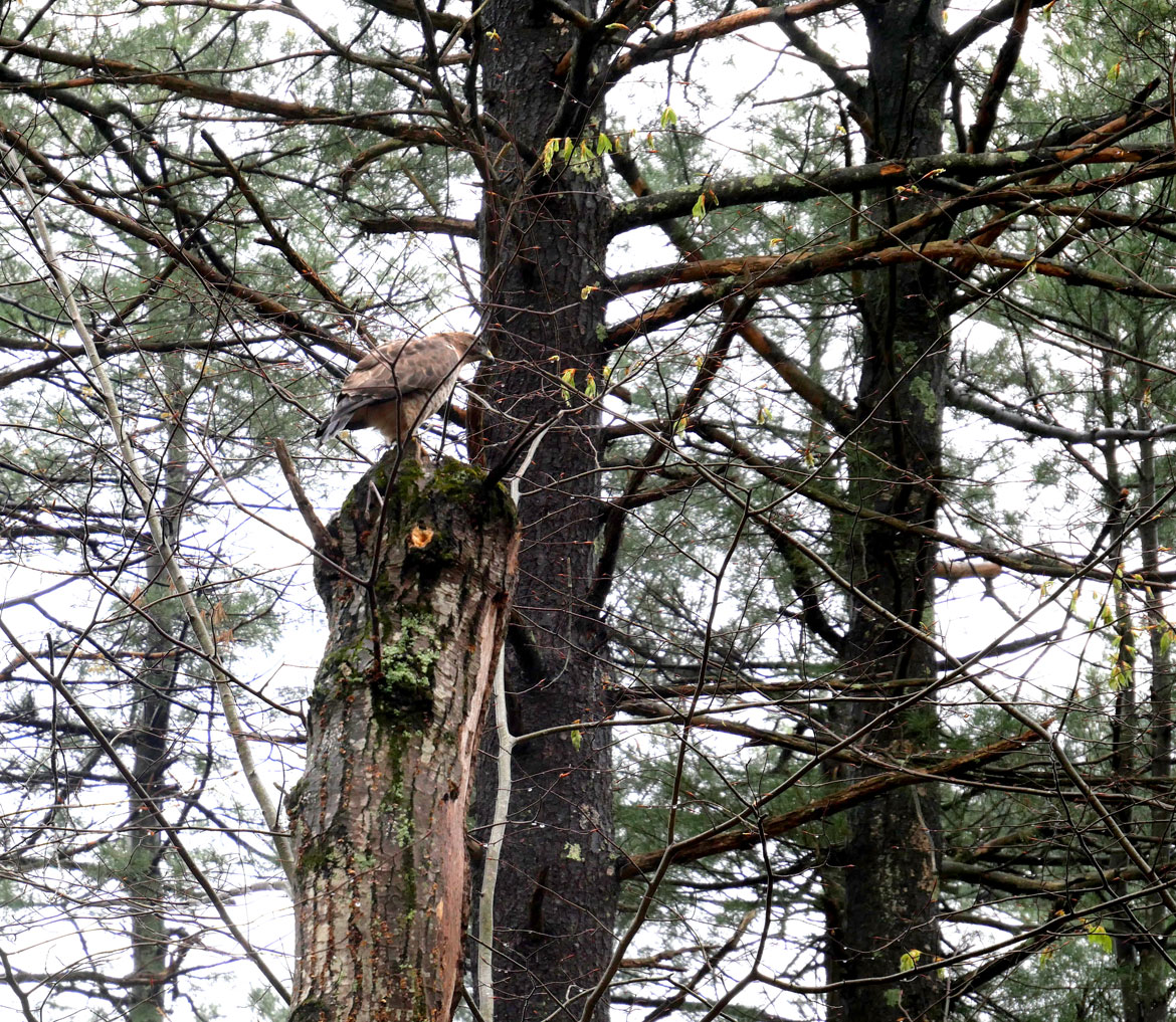 Hawk at Garden In The Woods, Framingham, April 30, 2023. (©Greg Cook photo)