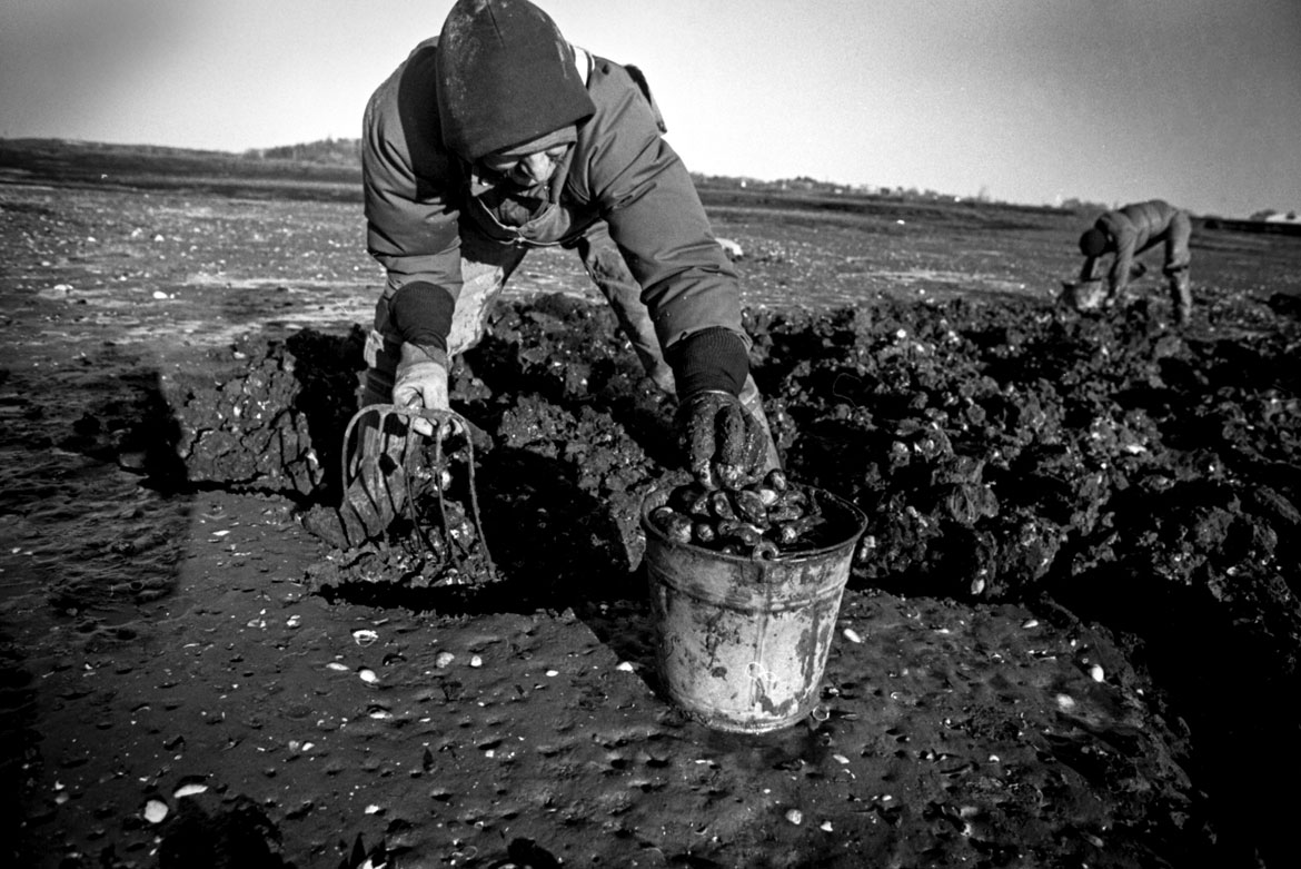 "Stan Rogers digs clams off Essex Avenue in a flat on the Annisquam River," 1982. Photograph by Jim Mahoney. In "Above the Fold" at the Cape Ann Museum, 2023.