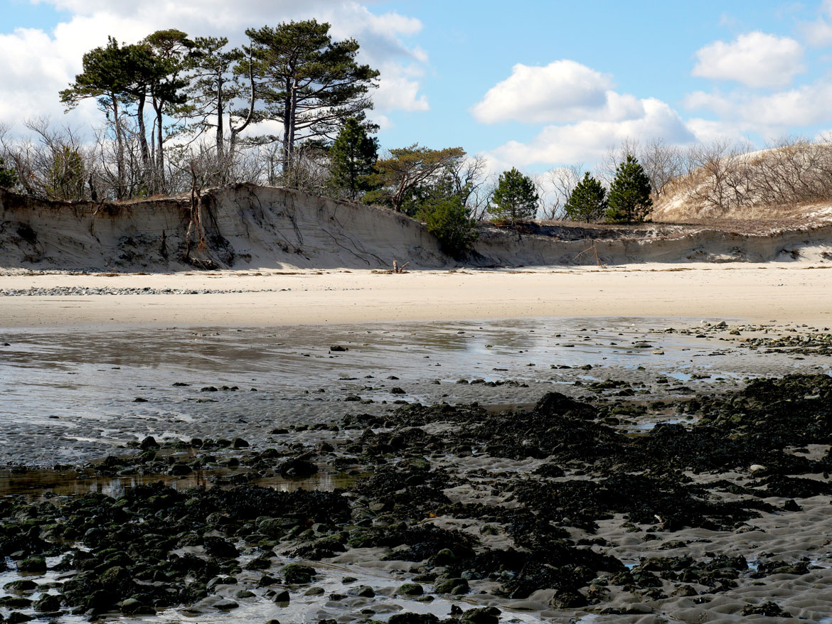 The severely eroded dunes behind Steep Hill Beach at The Trustees' Crane Estate, Ipswich, March 16, 2024. (©Greg Cook photo)