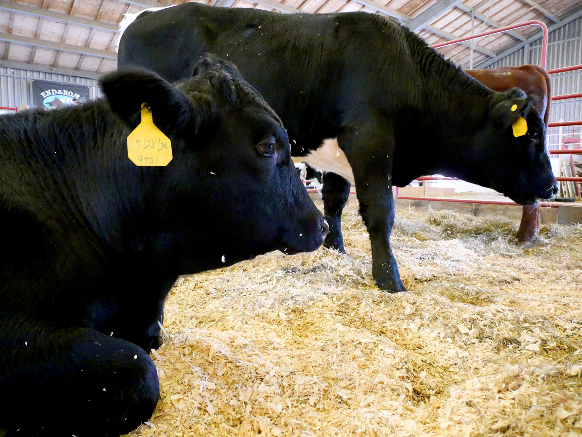 Cattle Barn. Topsfield Fair, Oct. 6, 2025. (©Greg Cook photo)