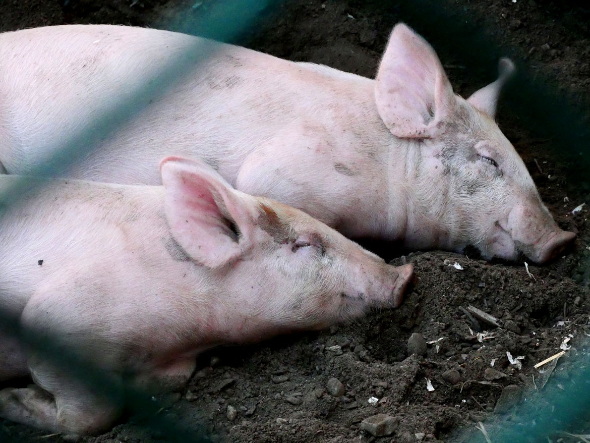 Pig Barn. Topsfield Fair, Oct. 6, 2025. (©Greg Cook photo)