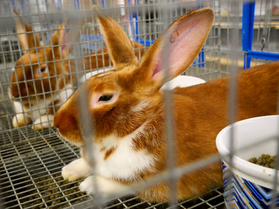 Rabbits and Cavies Barn. Topsfield Fair, Oct. 6, 2025. (©Greg Cook photo)