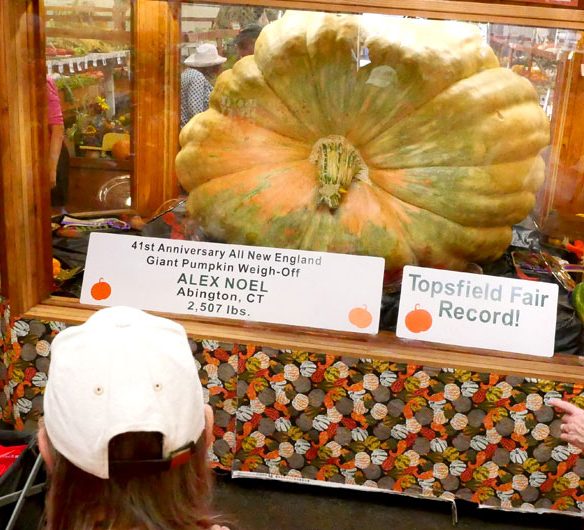 Alex Noel's fair-record 2,507-pound giant pumpkin in the Fruits & Vegetables Barn. Topsfield Fair, Oct. 6, 2025. (©Greg Cook photo)