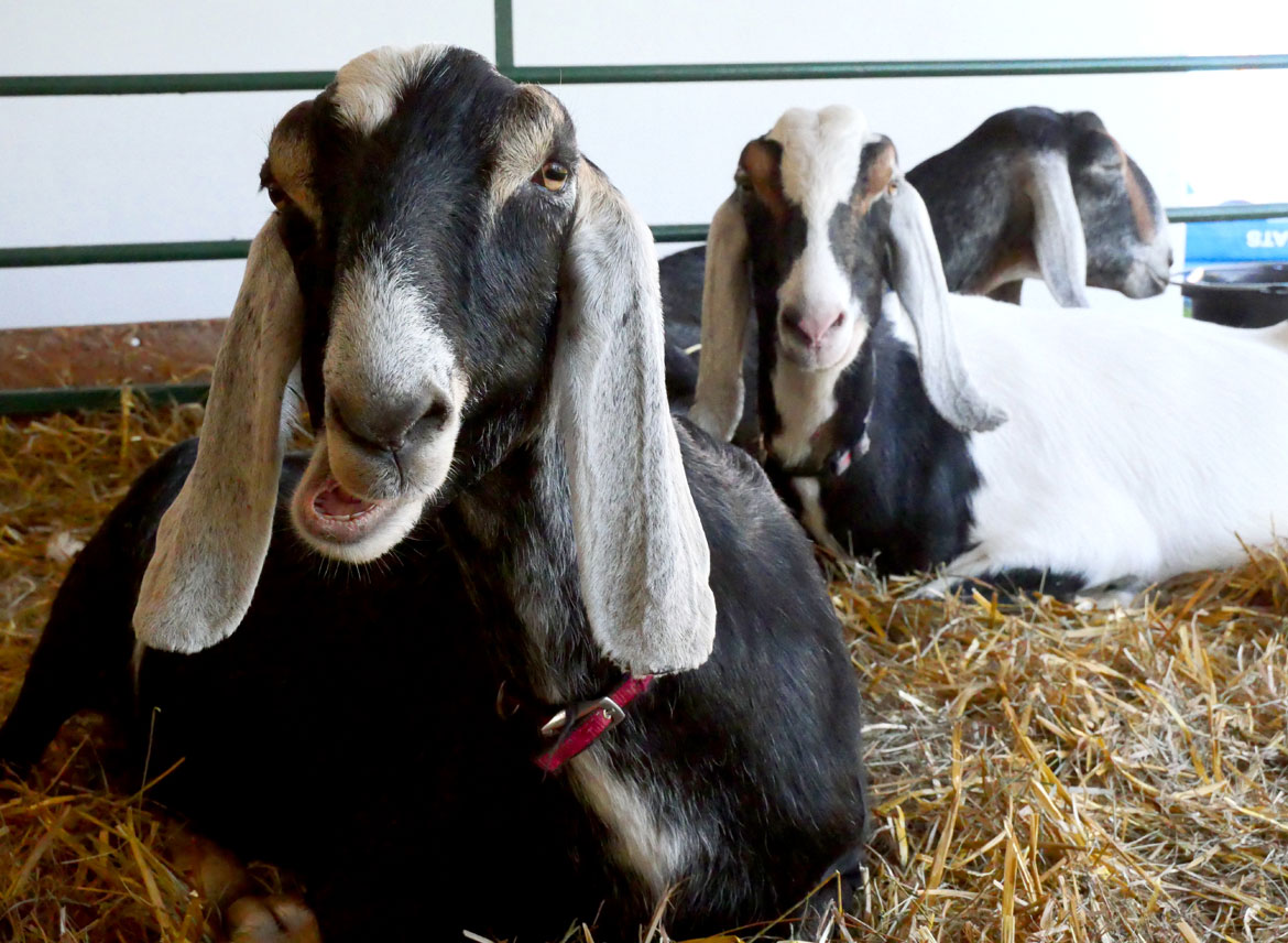 Goats at Essex County Farmyard. Topsfield Fair, Oct. 6, 2025. (©Greg Cook photo)