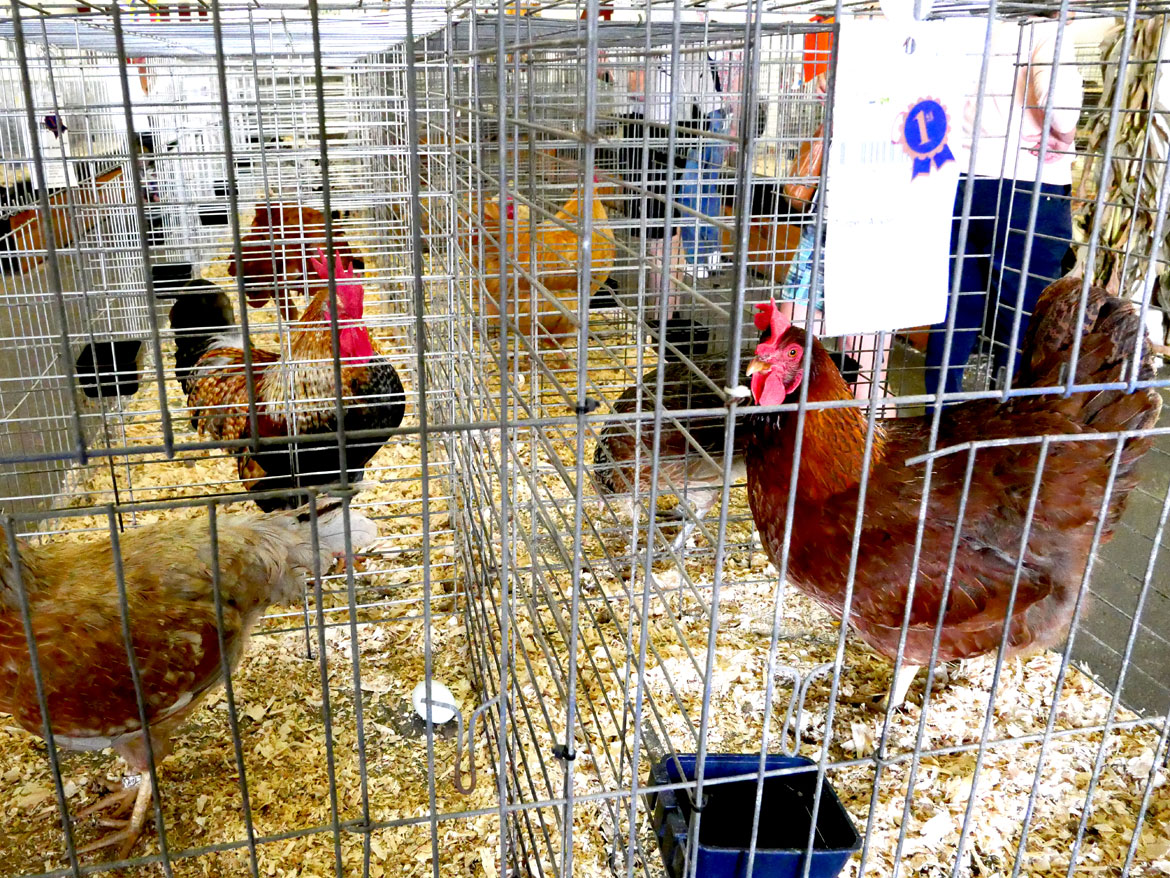 Poultry Barn. Topsfield Fair, Oct. 6, 2025. (©Greg Cook photo)