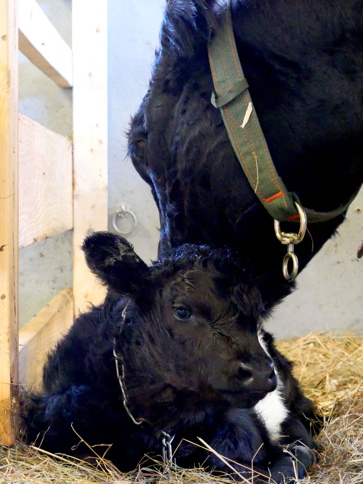 Cattle Barn. Topsfield Fair, Oct. 6, 2025. (©Greg Cook photo)
