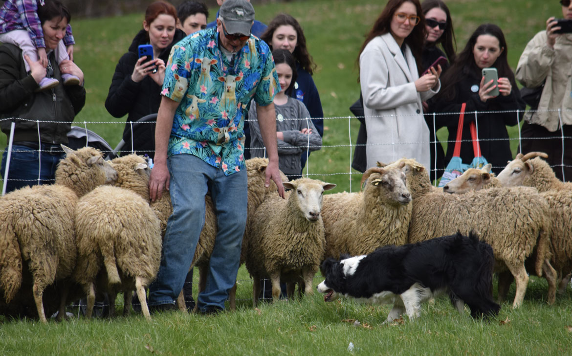 Sheep herding dogs at Gore Place Sheepshearing Festival, Waltham, April 25, 2026. (©Greg Cook photo)