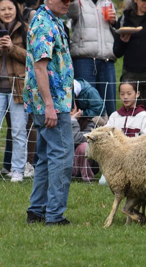 Sheep herding dogs at Gore Place Sheepshearing Festival, Waltham, April 25, 2026. (©Greg Cook photo)