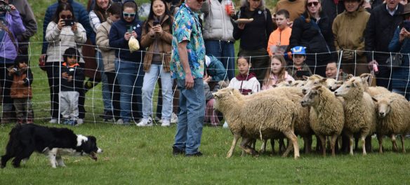 Sheep herding dogs at Gore Place Sheepshearing Festival, Waltham, April 25, 2026. (©Greg Cook photo)