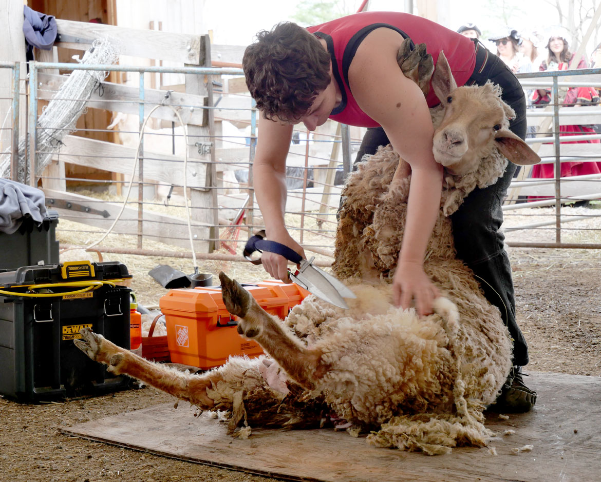 Sheepshearing at Gore Place Sheepshearing Festival, Waltham, April 25, 2026. (©Greg Cook photo)