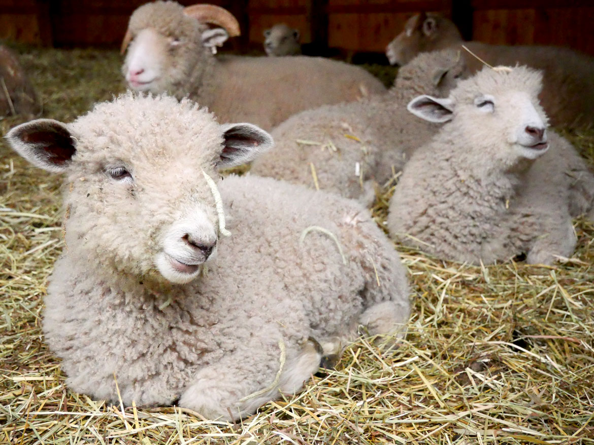 Lambs at Gore Place Sheepshearing Festival, Waltham, April 25, 2026. (©Greg Cook photo)