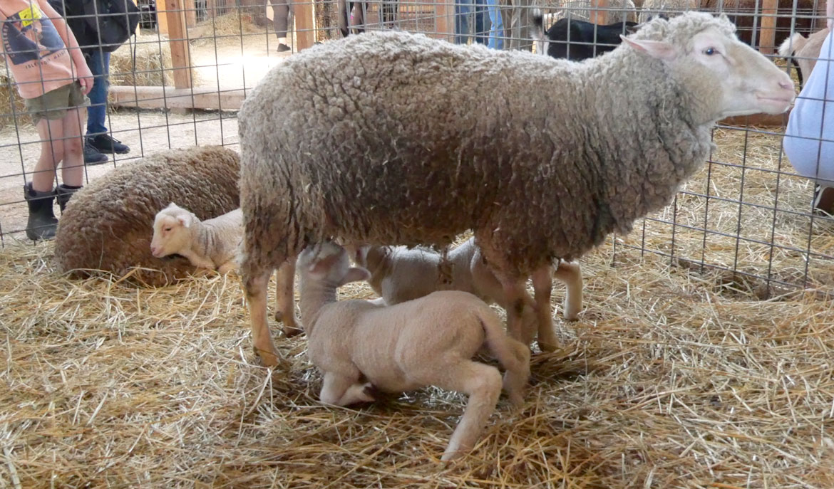 Sheep inside the 1826 Round Stone Barn during Baby Animals Festival at Hancock Shaker Village, April 21, 2026. (©Greg Cook photo)
