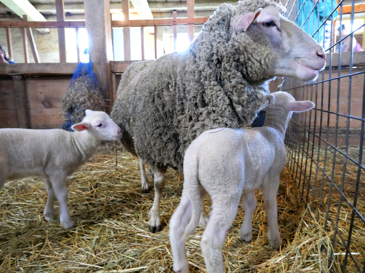 Sheep inside the 1826 Round Stone Barn during Baby Animals Festival at Hancock Shaker Village, April 21, 2026. (©Greg Cook photo)