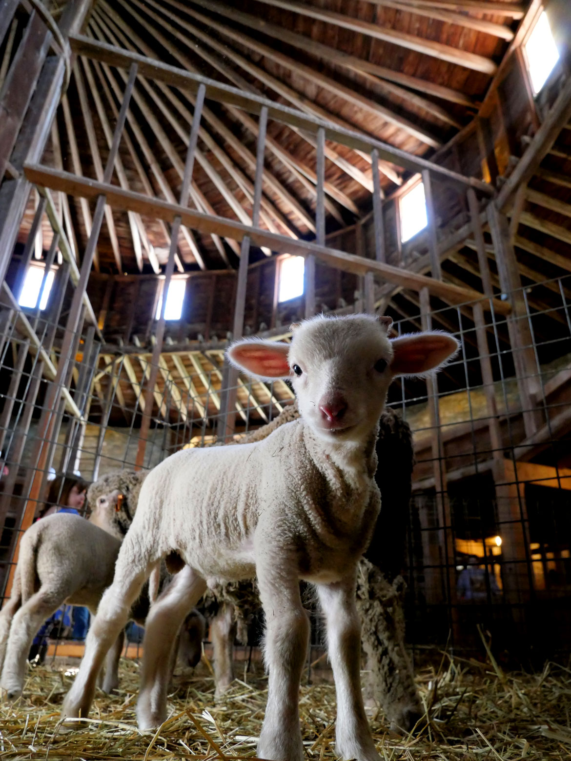 Lamb inside the 1826 Round Stone Barn during Baby Animals Festival at Hancock Shaker Village, April 21, 2026. (©Greg Cook photo)