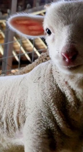 Lamb inside the 1826 Round Stone Barn during Baby Animals Festival at Hancock Shaker Village, April 21, 2026. (©Greg Cook photo)