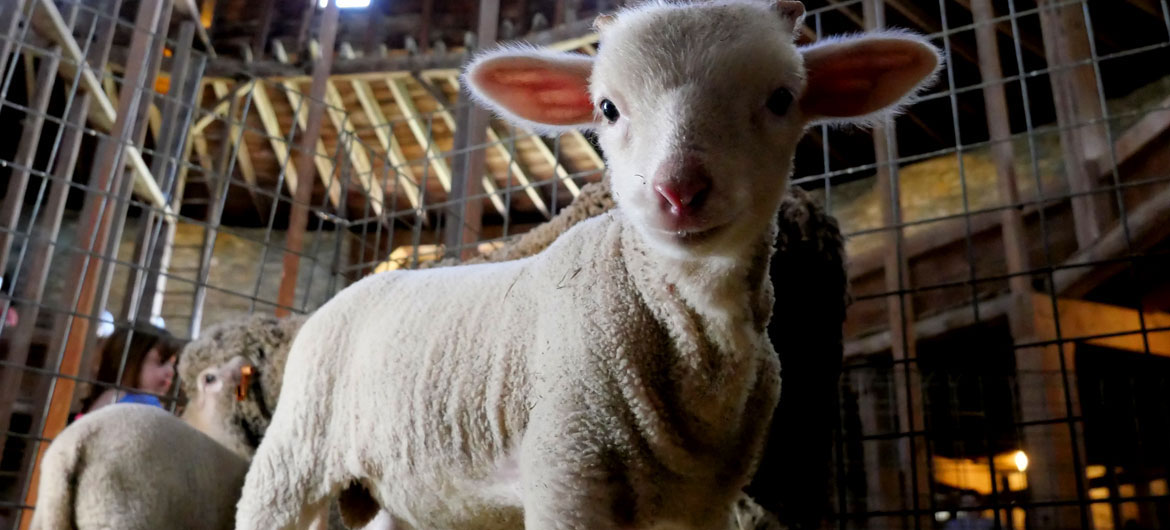 Lamb inside the 1826 Round Stone Barn during Baby Animals Festival at Hancock Shaker Village, April 21, 2026. (©Greg Cook photo)