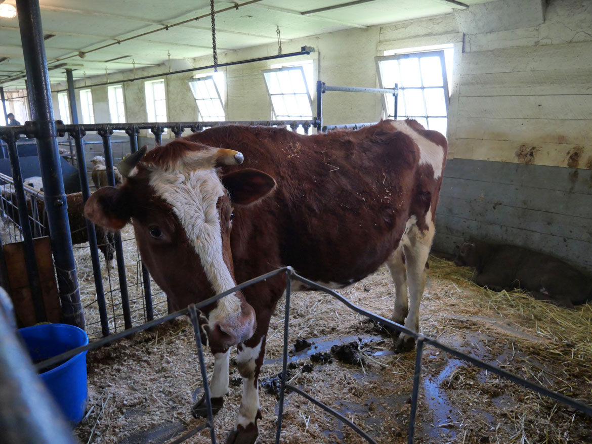 Cow inside the 1826 Round Stone Barn extension during Baby Animals Festival at Hancock Shaker Village, April 21, 2026. (©Greg Cook photo)