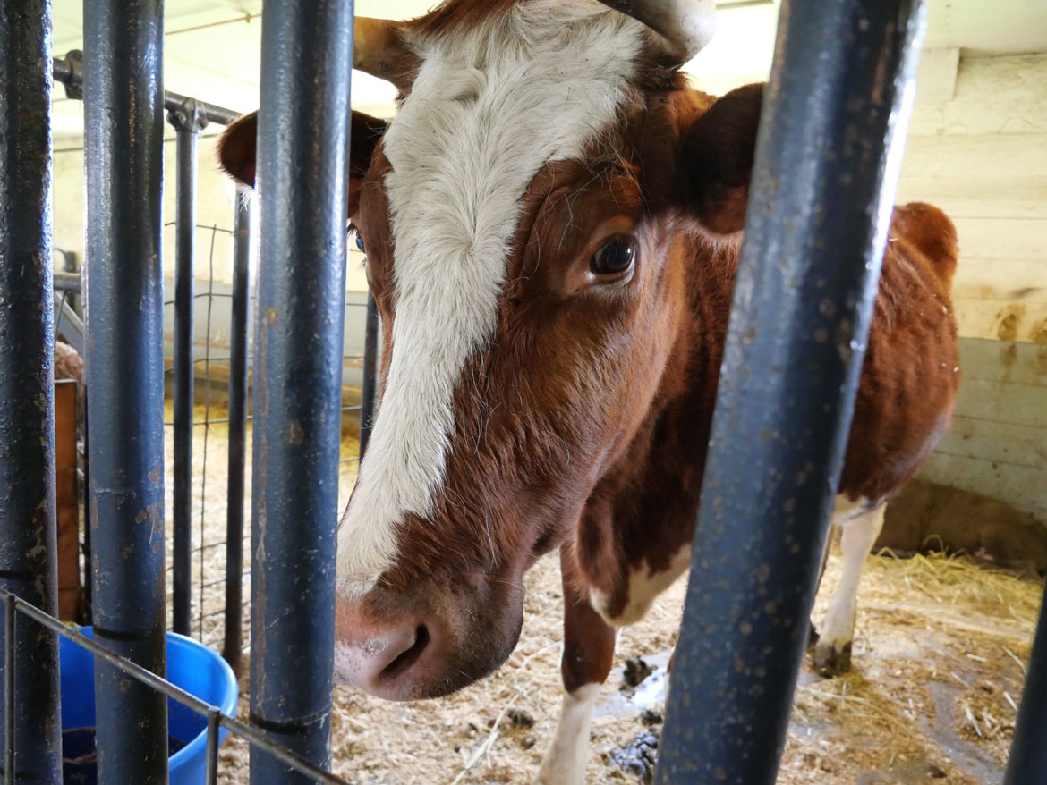 Cow inside the 1826 Round Stone Barn extension during Baby Animals Festival at Hancock Shaker Village, April 21, 2026. (©Greg Cook photo)