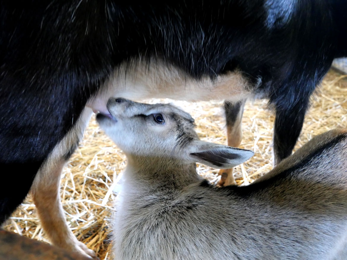 Goats inside the 1826 Round Stone Barn extension during Baby Animals Festival at Hancock Shaker Village, April 21, 2026. (©Greg Cook photo)