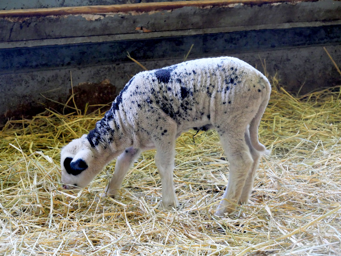 Lamb inside the 1826 Round Stone Barn extension during Baby Animals Festival at Hancock Shaker Village, April 21, 2026. (©Greg Cook photo)