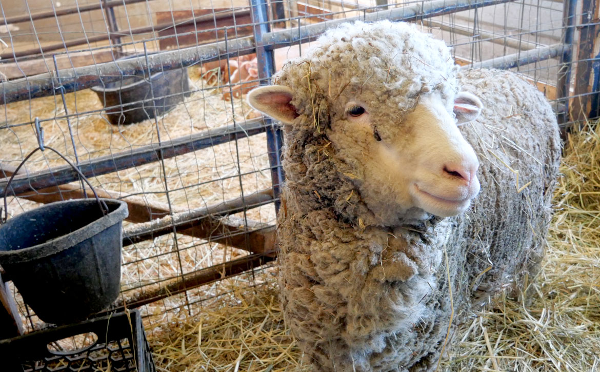 Sheep inside the 1826 Round Stone Barn extension during Baby Animals Festival at Hancock Shaker Village, April 21, 2026. (©Greg Cook photo)