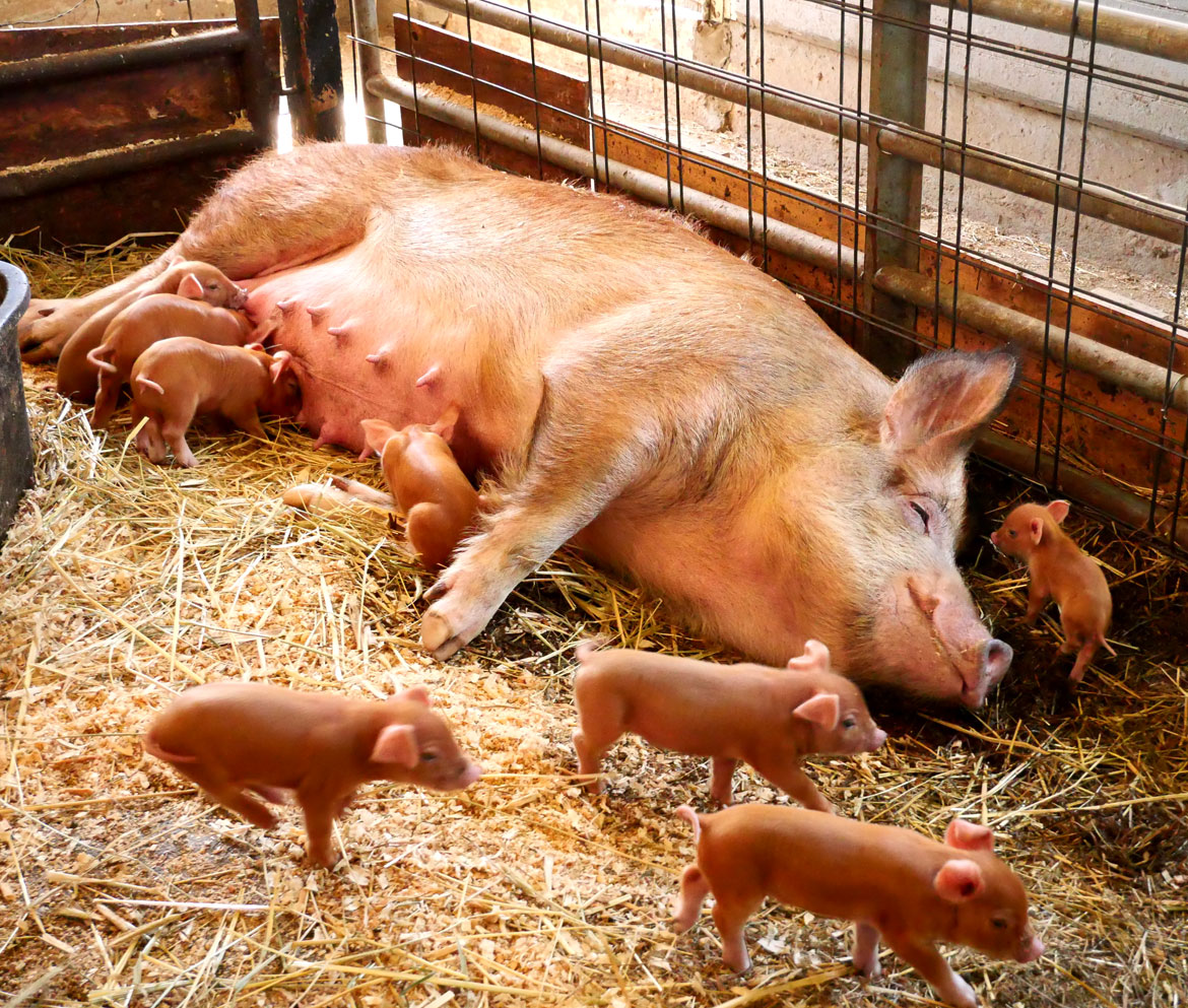 Piglets inside the 1826 Round Stone Barn extension during Baby Animals Festival at Hancock Shaker Village, April 21, 2026. (©Greg Cook photo)