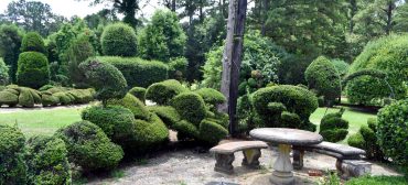 Pearl Fryar’s Topiary Garden at Bishopville, South Carolina, June 20, 2019. (©Greg Cook photo)