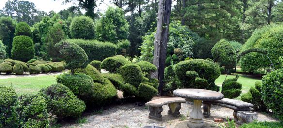 Pearl Fryar’s Topiary Garden at Bishopville, South Carolina, June 20, 2019. (©Greg Cook photo)